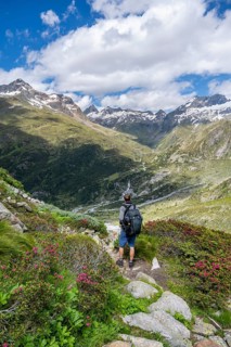 Mountaineer on hiking trail in front of picturesque mountain landscape with blooming alpine roses,