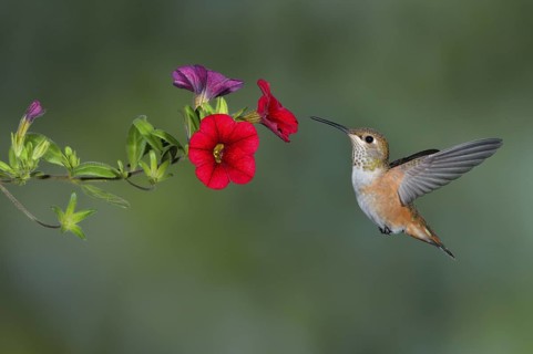 Rufous Hummingbird Female (Selasphorus rufus) - (Selasphorus rufus) - Victoria BC, Canada