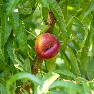Plate nectarine (Prunus persica 'Platimoon'),  Austria