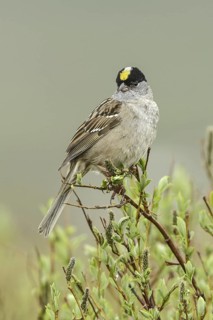 Golden-crowned Sparrow (Zonotrichia atricapilla), Alaska, USA