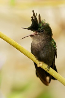 Antillean crested hummingbird (Orthorhyncus cristatus) perched on a branch on the Caribbean Island