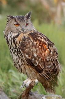 Eurasian eagle-owl (Bubo bubo), France