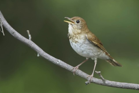 Veery (Catharus fuscescens) singing, Ontario, Canada