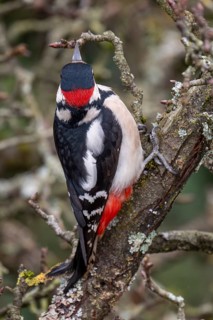 Great spotted woodpecker (Dendrocopos major) on pear tree, rear view, Baden-Württemberg, Germany