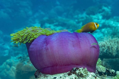 Vibrant image of a magnificent sea anemone, Heteractis magnifica, with a Maldives clownfish,