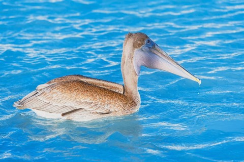 Brown pelican (Pelecanus occidentalis) fishing, Key West, Florida, USA