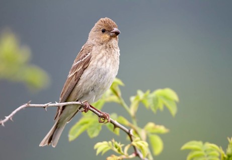 Common Rosefinch (Carpodacus erythrinus) male, Mecklenburg-Western Pomerania, Germany