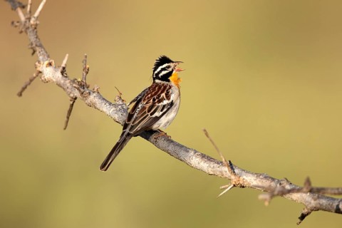 Somali Bunting (Emberiza poliopleura) male singing, Ethiopien