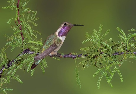 Lucifer Sheartail (Calothorax lucifer) male perched on a branch, Texas, USA