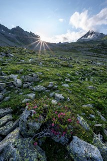Mountain landscape with alpine roses, sun star at sunset, Lasörlinggruppe, Hohe Tauern, East Tyrol,