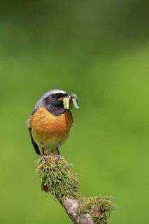 Redstart (Phoenicurus phoenicurus), male with caterpillars in beak on mossy branch, songbird,