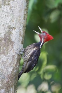 Pale-billed Woodpecker (Campephilus guatemalensis) perched on a branch in Costa Rica, Central