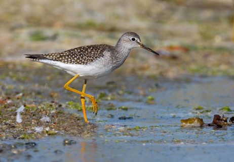Lesser Yellowlegs (Tringa flavipes), British Columbia, Canada