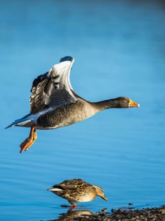 Greylag Goose, Anser anser, bird in flight over winter marshes