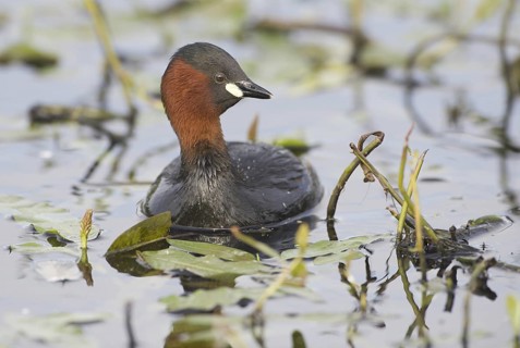 Little Grebe (Tachybaptus ruficollis), Mecklenburg-Western Pomerania, Germany