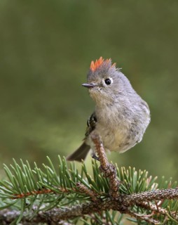 Ruby-crowned Kinglet, Regulus calendula, perched, displaying on a spruce tree in Saskatchewan