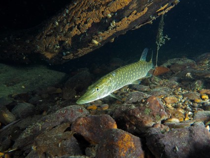 Pike (Esox lucius) at night under a sunken branch on rocky ground. Dive site Zollbrücke, Rheinau,