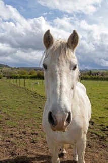 Horse looking into the camera, Stanway, Broadway, The Cotswolds, England, Great Britain