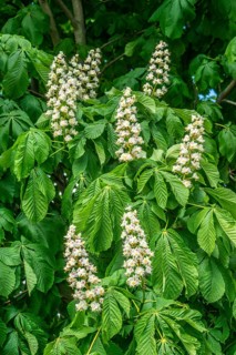 Flowers on horse-chestnut in Ystad, Skåne County, Sweden, Scandinavia