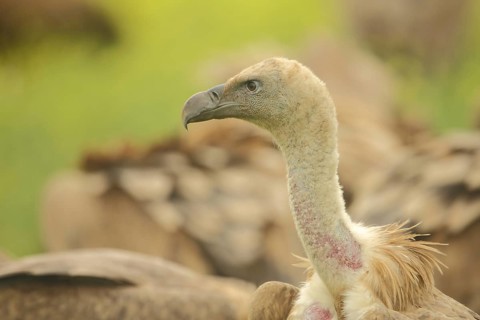 Portrait of griffon vulture (Gyps fulvus), plumage, Torrejon el Rubio, Monfragüe, Extremadura,
