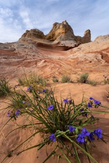 This image beautifully captures desert purple flowers in the foreground with the stunning sandstone