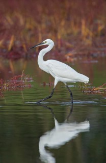 Little Egret (Egretta garzetta) foraging, Croatia
