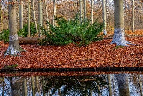 Protection against beaver damage, with whitish paint containing quartz sand, painted trees in the