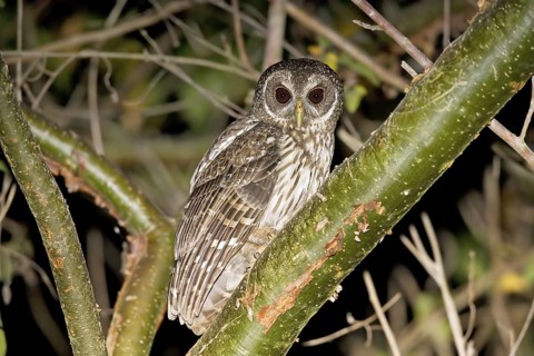 Mottled Owl Ciccaba virgata Syngita, Nayarit, Mexico 25 March Adult in Gumbo Limbo tree. Strigidae