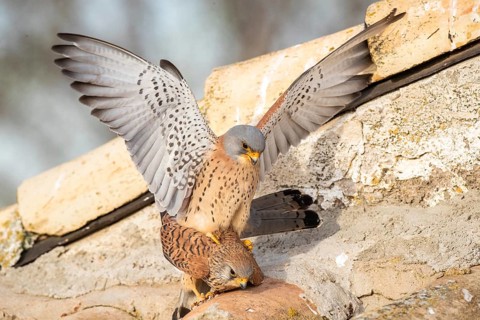 Lesser Kestrel (Falco naumanni) pair mating, Castile-La Mancha, Spain