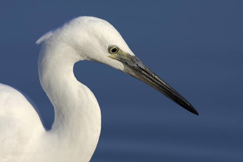 Little Egret (Egretta garzetta), Castile-La Mancha, Spain