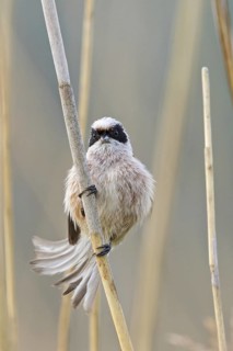 Penduline Tit, (Remiz pendulinus), animals, birds, tits, family of Penduline Tits, Eich-Gimbsheimer