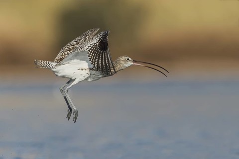 Eurasian Curlew (Numenius arquata) flying, Eilat, Israel