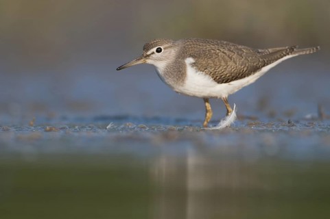 Common Sandpiper (Actitis hypoleucos), Thuringia, Germany