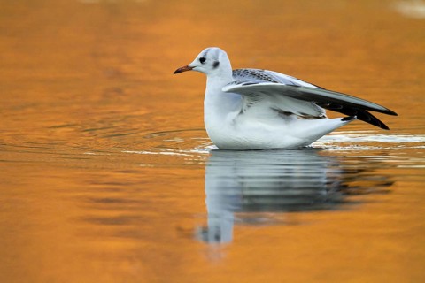 Black-headed Gull (Chroicocephalus ridibundus), Madrid, Spain