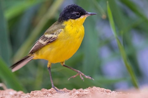 Yellow wagtail, (Motacilla flava feldegg), Motacilla feldegg, Animals, Birds, Middle East, Israel