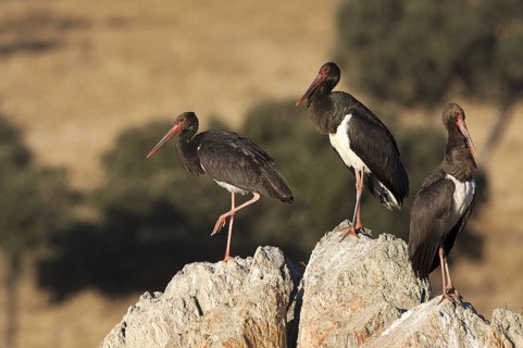Black Stork (Ciconia nigra), Castile-La Mancha, Spain