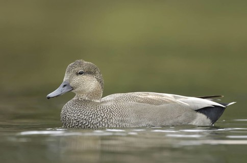 Gadwall (Mareca strepera) male, Texas, USA