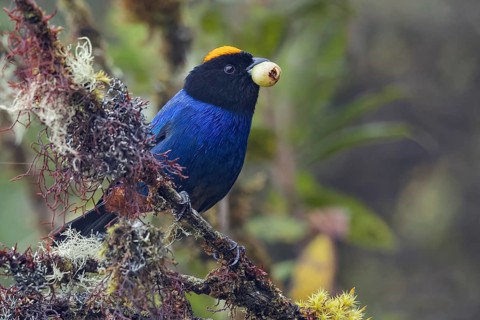 Golden-crowned Tanager (Iridosornis rufivertex) perched on a branch in the Andes Mountains in
