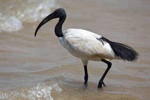 African Sacred Ibis (Threskiornis aethiopicus) foraging, Semuliki National Park, Uganda