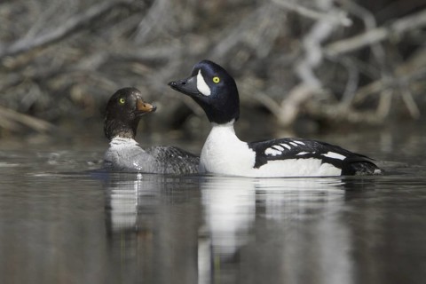 Barrow's Goldeneye (Bucephala islandica), British Columbia, Canada