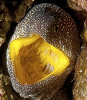 Underwater photo close-up of symbiotic behaviour symbiosis of yellowmouth moray eel (Gymnothorax