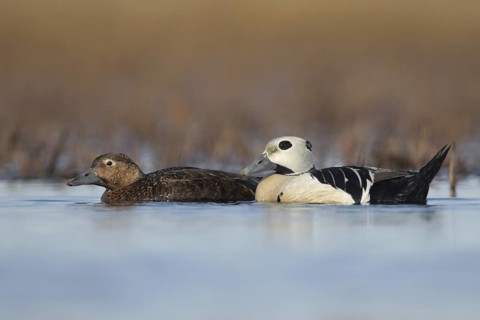 Steller's Eider (Polysticta stelleri), Alaska, USA