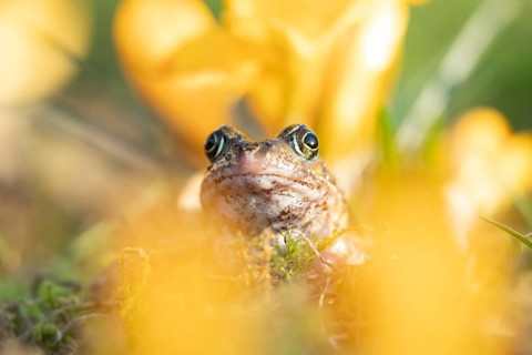 Common frog (Rana temporaria) adult amphibian amongst garden yellow crocus flowers in spring,