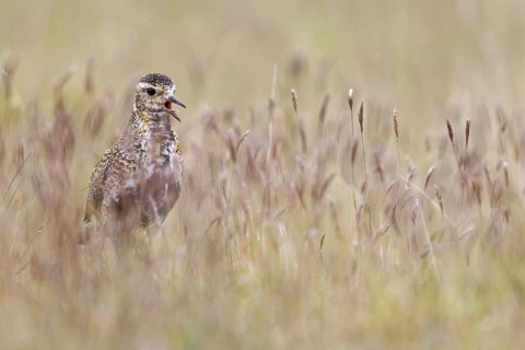European Golden Plover (Pluvialis apricaria) calling, Iceland