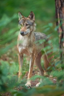 European gray wolf (Canis lupus), female standing in the forest, Germany