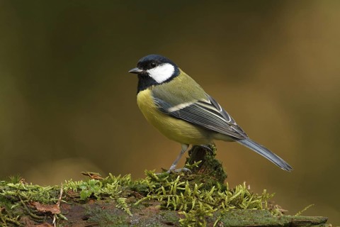 Great Tit (Parus major), Utrecht, Netherlands