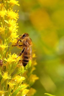 European honey bee (Apis mellifera), collecting nectar from a goldenrod (Solidago) flower,