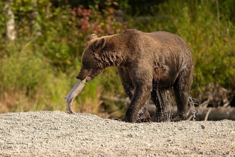 Coastal brown bear (Ursus arctos) eating a salmon on the shore, Lake Clark National Park