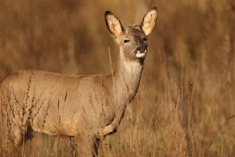 A roe deer stands gracefully in a sunlit meadow, surrounded by tall grasses. The scene captures the