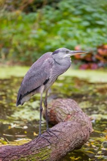 A Grey Heron, Ardea cinerea, stands on a log lying in a pond. Fresh green vegetation is in the